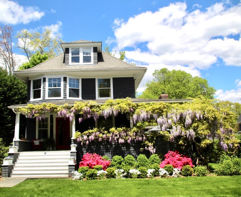 Photo of vining wisteria blooming all along the roof of a home under a bright blue sky