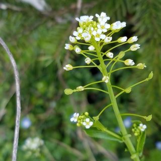 white flowers of Mummenhoffia