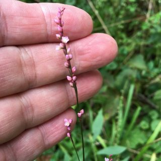 pink inflorescence of Persicaria posumbu