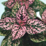 A polka dot plant showing off green leaves covered in pink markings