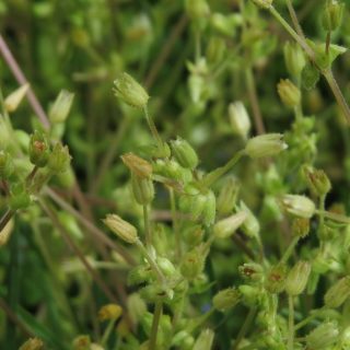 flowers of Stellaria apetala