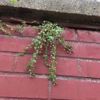 Veronica sublobata plant on wall