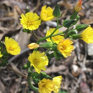 yellow flowers of Youngia japonica