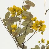 Pressed yellow flowers arranged on an herbarium sheet, interspersed with branches and dry brown leaves