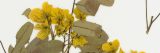 Pressed yellow flowers arranged on an herbarium sheet, interspersed with branches and dry brown leaves