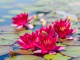 a cluster of pink waterlilies in water