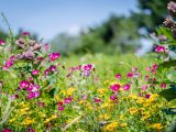 yellow and pink flowers in a grassy native plant meadow