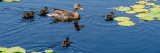 Female mallard duck and four ducklings swimming among water lily pads in the Conservatory courtyard pool