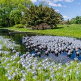 hundreds of silver stainless steel balls floating in a pond surrounded by grass and trees with a blue sky and clouds
