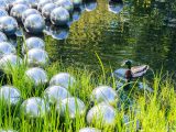 shiny stainless steel balls floating on pond with bright green grass and a duck