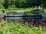 pink flowering plants bordering a pond with a small water fall in a native plant garden