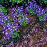 purple flowers and purple foliage plants in a planting bed with a black lave rock stripe