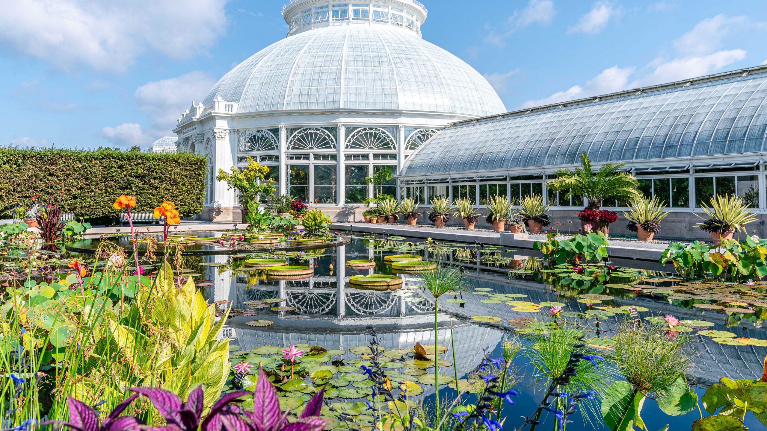 Wide view of part of a rectangular waterlily pond, where the view is from the water seeing the green water lily and lotus plants on top of the water, with a white washed large domed plant conservatory boardering the pool. There are other potted plants along the outside of the pool next to the conservatory.