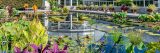 Wide view of part of a rectangular waterlily pond, where the view is from the water seeing the green water lily and lotus plants on top of the water, with a white washed large domed plant conservatory boardering the pool. There are other potted plants along the outside of the pool next to the conservatory.