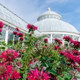 pink tropical flowers in front of glass conservatory