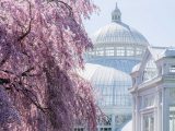 tree with pink flowers framing a view of a glass conservatory dome