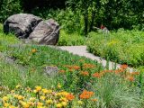 Visitors stroll the paths along the Native Plant Garden meadow, featuring wildflowers and a large glacial boulder