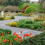 A bluestone path cuts in a zig-zag through a blooming spring garden covered in orange tulips and other seasonal flowers