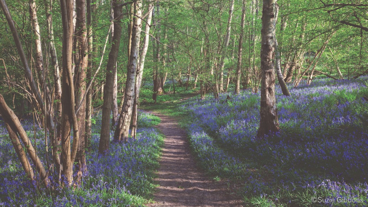 A forest path extends forward into a green summer woodland, lined on either side with blooming purple wildflowers