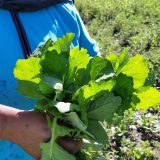 Person holds handfull of large leafy greens identified as part of brassica napa variety.