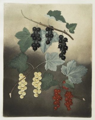 Painting of red, white, and purple bunches of currants growing on vines, set against a chiaroscuro background