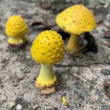 Amanita flavorubens (yellow American blusher mushroom)