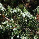 Juniperus canadensis