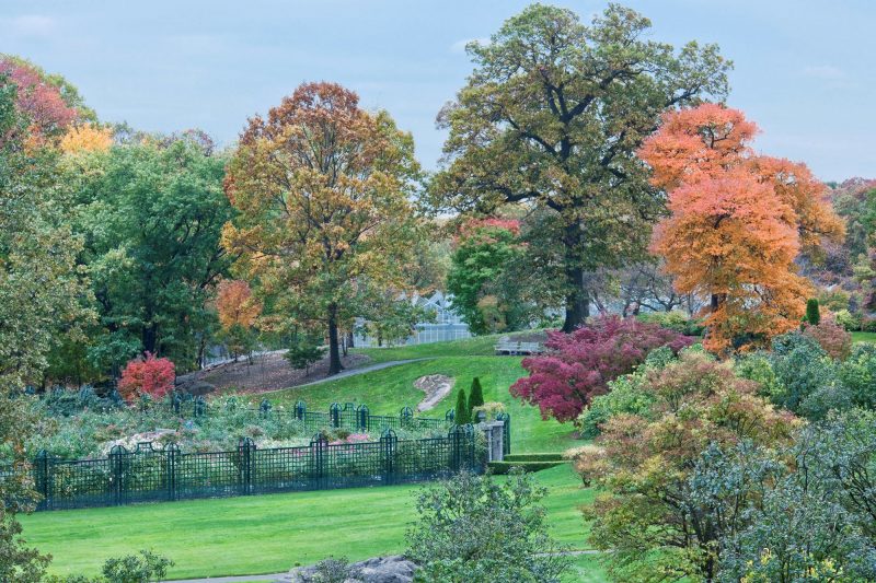 A fall scene of deciduous trees in the early stages of transitioning to orange, yellow, and red leaves, with a fenced rose garden in the foreground