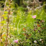 A pink flower blooms at the top of a long stem, surrounded by a meadow of long, seeding grasses and reeds