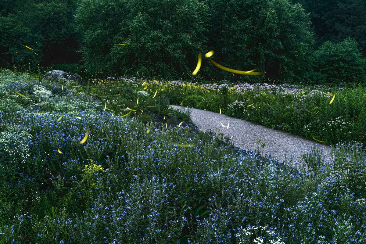 Composite photo of a cloud of glowing fireflies swooping over a field of blue wildflowers after dark