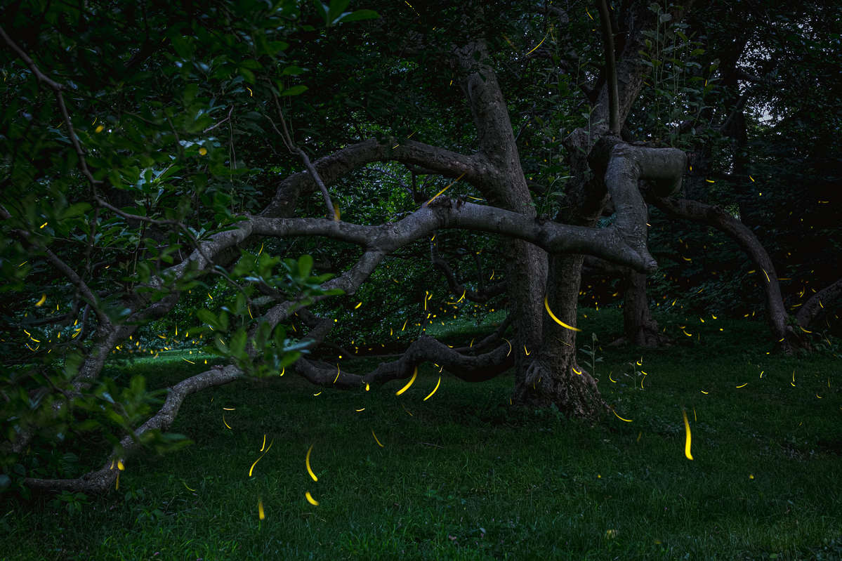 Composite photo of fireflies glowing en masse under the twisting brown branches of a tree at sunset