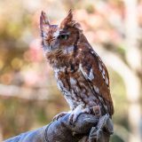 An owl perches on a caretakers gloved hand, its reddish-brown and white feathers bright under fall sunlight; indistinct trees form the background