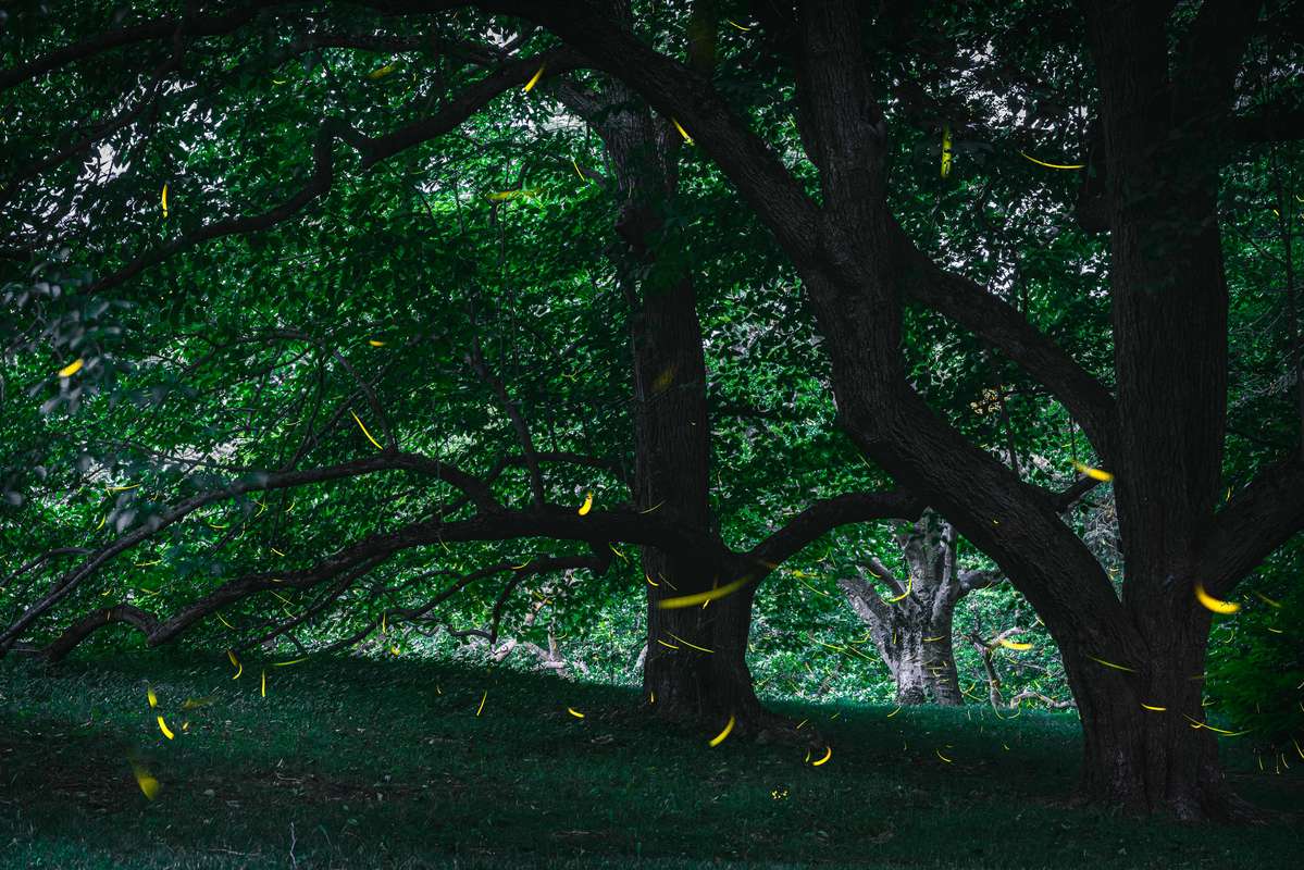 Composite photo of fireflies glowing en masse under the twisting brown branches of a tree at sunset