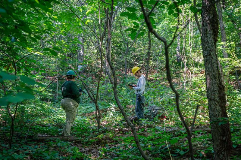 Two NYBG arborists in long sleeved shirts and hard hats take notes while standing in a lush green forest, surrounded by trees and vines