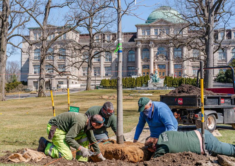 Several men in work clothes lower a young sapling into a hole dug in the ground, with a classical museum building in the background