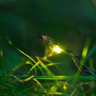 A firefly perches on a blade of grass, its abdomen glowing yellow