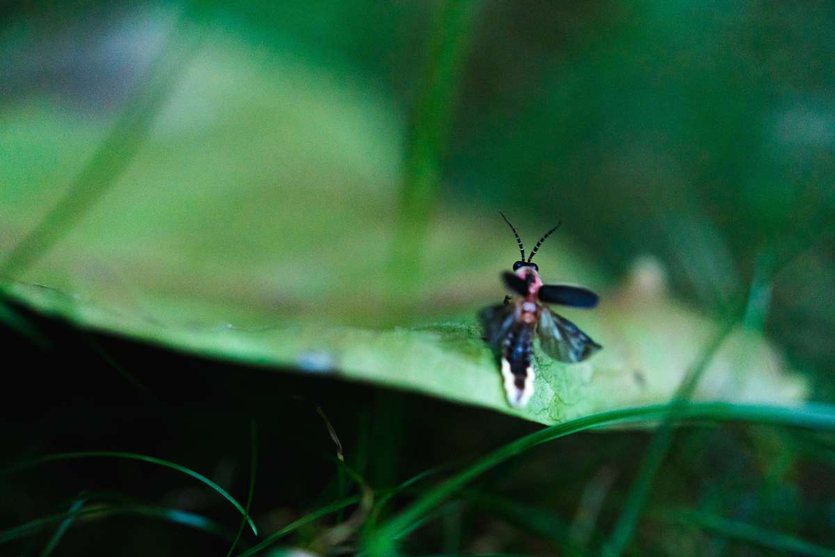 A firefly perches on a blade of grass, its abdomen glowing yellow