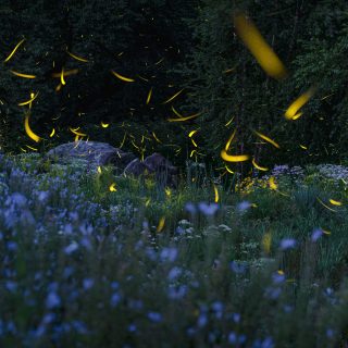 Composite photo of fireflies flashing yellow over a field of blue wildflowers just after sunset