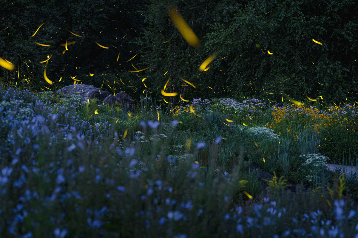 Composite photo of a cloud of glowing fireflies swooping over a field of blue wildflowers after dark