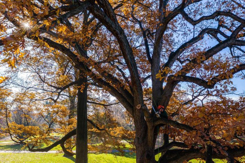 An arborist in an orange hard hat sits in the branches of a large deciduous tree, trimming its branches as its leaves change to orange for the fall