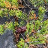 Pinus virginiana branch with cone