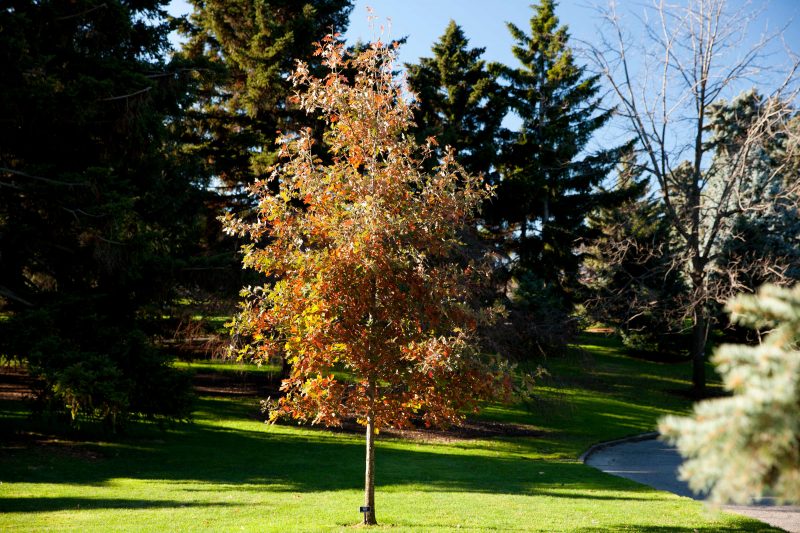 A young tree shows its changing leaves as fall approaches, transitioning from green to an orange-brown. Sun shines on the grass surrounding it, and conifers rise up in the background.