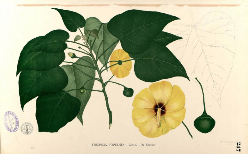 Colored illustration of yellow flowers with pink-red centers, growing with large, heart-shaped green leaves