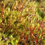 Ceratodon purpureus (redshank moss)