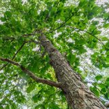 View upward of tree trunk of white oak with lots of green leaves covering most of the image along the sides