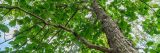 View upward of tree trunk of white oak with lots of green leaves covering most of the image along the sides