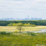 A lone tree grows in the middle of a wetland of green grasses and reeds, with a creek or river cutting through the scene; in the distance a forest rises up to frame the New York City skyline that is visible even further away