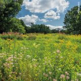 A wild field of flowers extends toward a horizon of green trees, with yellow, pink, and red flowers blooming amid the sea of green foliage