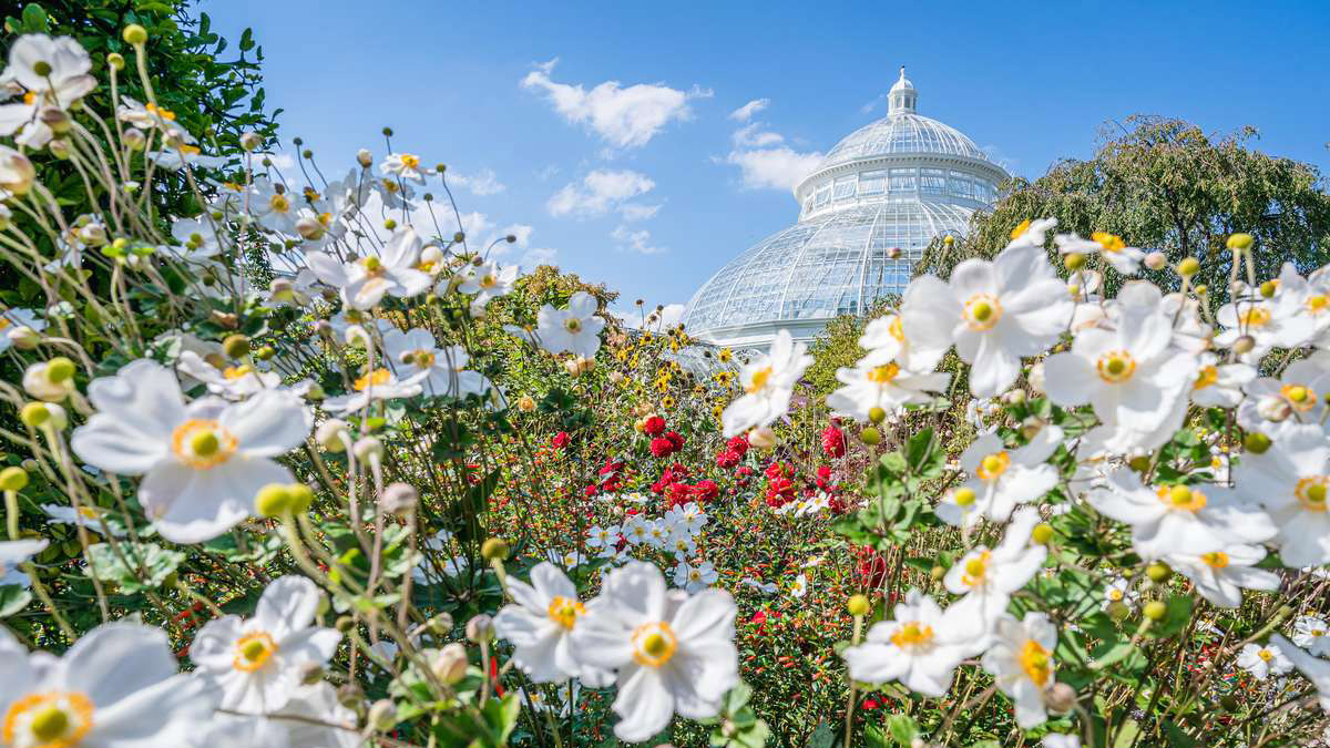 White flowers in the foreground and little red flowers with yellow centers in front of the Conservatory dome