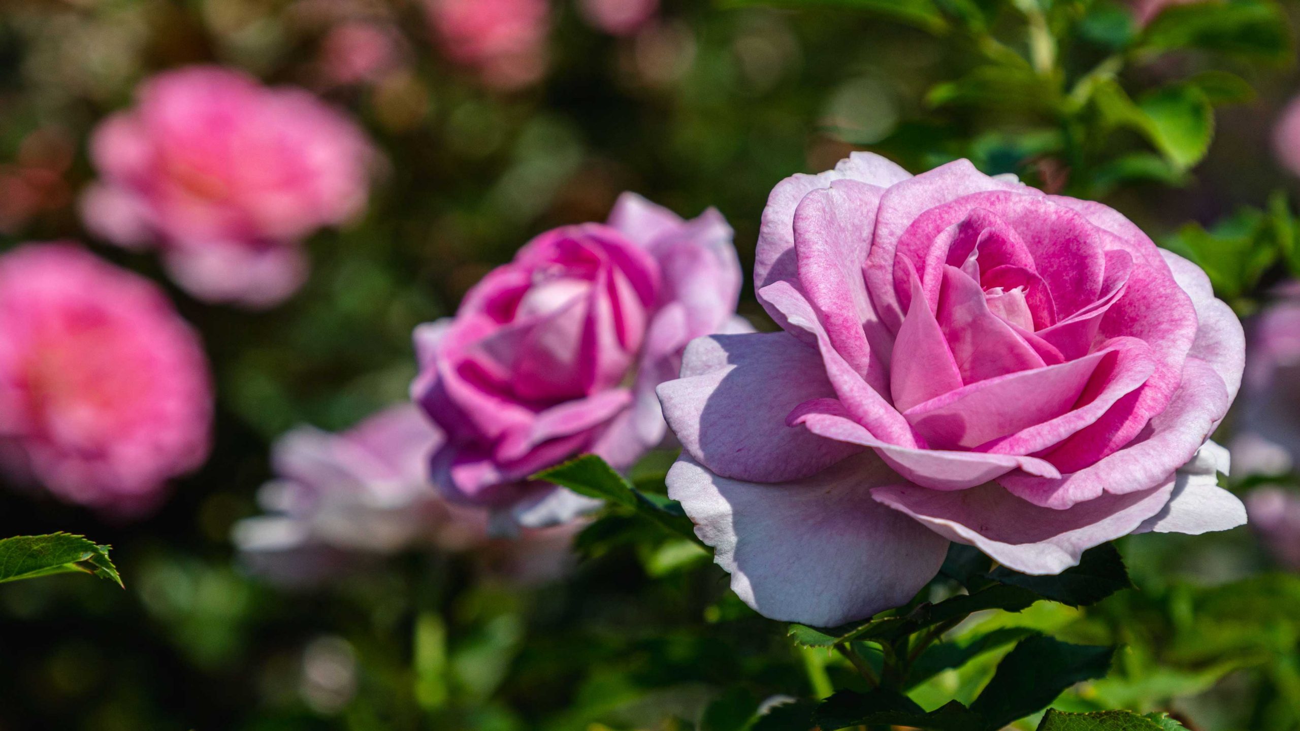 A pair of pink roses that fade almost to white at the petals' edges bloom brightly under the sun, with more flowers visible in the background